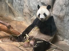 -深圳野生动物园