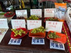 -马陆小张葡萄园农家乐