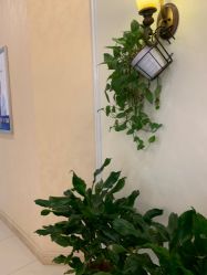 -碧莲盛·不剃发植发