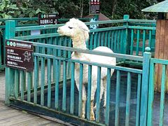 -西双版纳原始森林公园