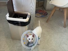 -纳吉亚猫专科动物医院·北北分院