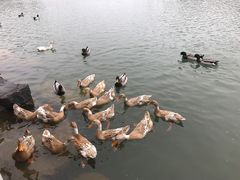 -上海怡沁园度假酒店