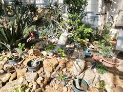 -国家植物园南园