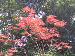 -青峰峡国家森林公园