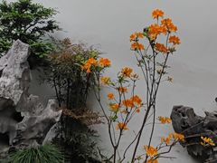 -上海醉白池公园