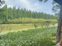 -黄海国家森林公园