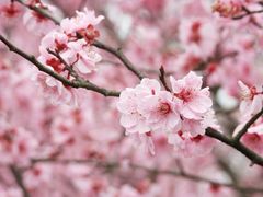 -花开海上生态园