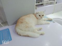 -喵的天空名猫咖啡馆·撸猫·猫舍·用品