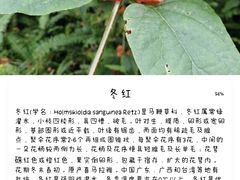 -深圳仙湖植物园