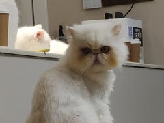 -More Fun猫咖 二十只万元加菲主题