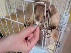 -猫色咖啡·猫咖