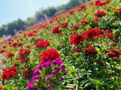 -松山湖梦幻百花洲