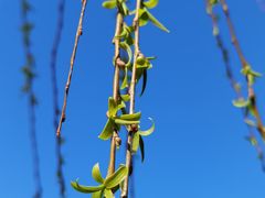 -白塘生态植物园