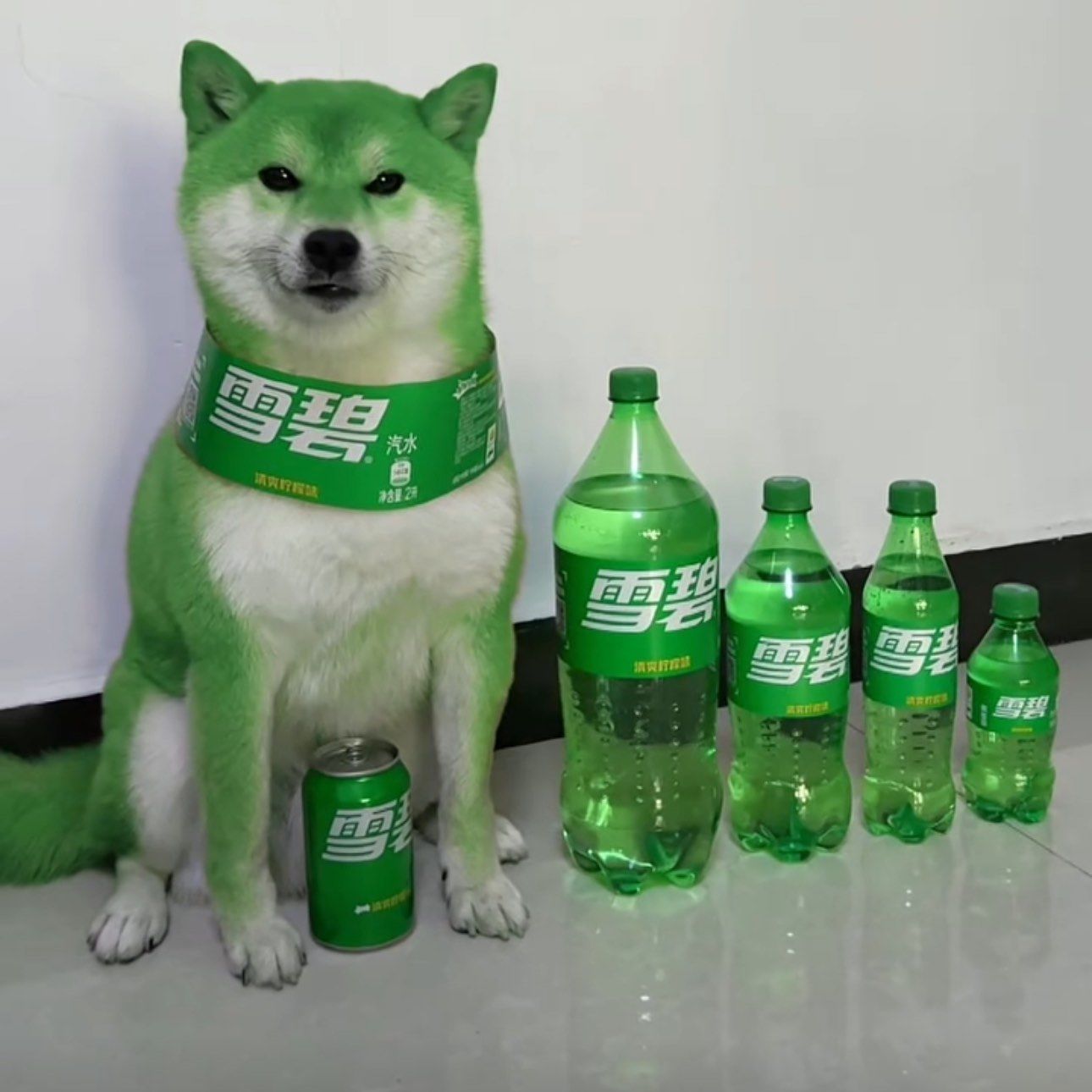 雪碧小狗全家福来咯