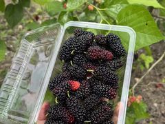 -万年昌传统榨粉店(蒲庙总店)