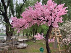 -莲花池公园