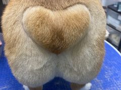 -PETKIT小佩宠物·低压洗护(国顺东路店)