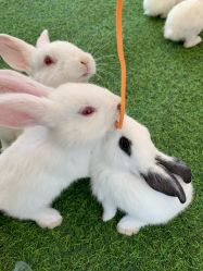 -萌宠亲子动物乐园(槐房万达店)