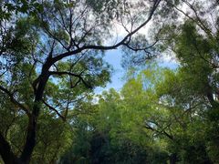 -梧桐山风景名胜区