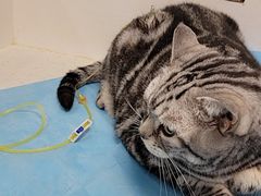 -纳吉亚猫专科动物诊疗中心(蒋宅口分院)