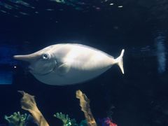 -太平洋海底世界