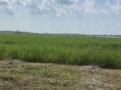 -黑龙江扎龙生态旅游区