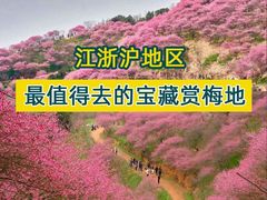 -新建村梅花