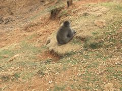 -岚山猴子公园