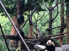 -都江堰中华大熊猫苑