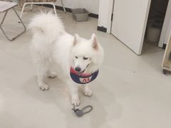 -共舞时光猫咖·狗咖(新街口店)