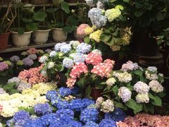 -双季花艺园艺市场(浦东店)