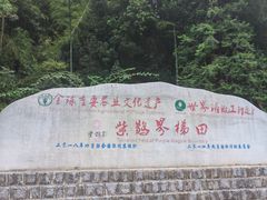 -紫鹊界梯田景区