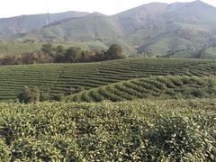 -帐篷客·溪龙茶谷度假酒店