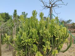 -东莞植物园