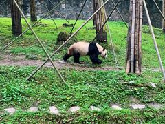 -都江堰中华大熊猫苑