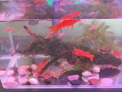 -中环花鸟鱼虫市场