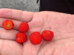 -珍记海鲜粥·海鲜粉