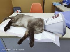 -美联众合动物医院(·中兽医·疑难杂症·严家桥分院)