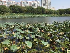 -新江湾城公园
