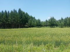 -塞罕坝国家级自然保护区