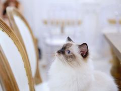 -共舞时光猫咖·狗咖(新街口店)