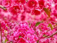 -海棠花溪(元大都城垣遗址公园)