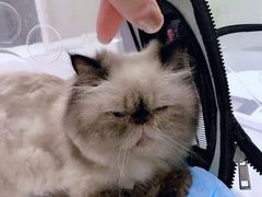 -伟伟宠物医院·CT影像中心·瑞派犬猫综合性门诊(汉口总院)