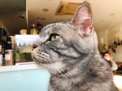 -平行世界·猫咖(首经贸店)
