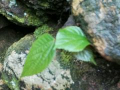 -牛鱼嘴原始生态风景区