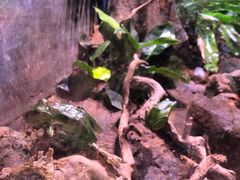 -正佳雨林生态植物园