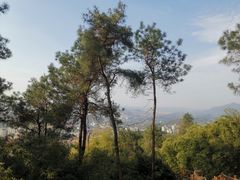 -铁山坪森林公园