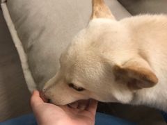 -柴迷FANS CLUB·柴犬狗咖·猫咖