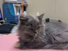 -安安宠医宠物医院·异宠·犬猫内科(岳阳分院)