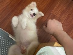 -翊宠yipet猫狗购宠庄园犬舍•猫舍